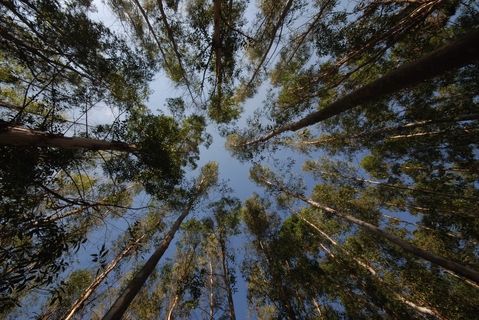 Forêts d'Eucalyptus